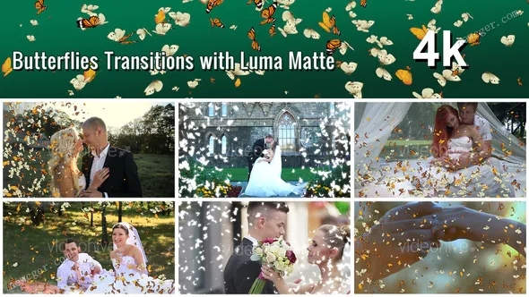 7组带透明通道的4K级密集蝴蝶飞舞转场过渡视频素材，含Luma Matte版本-影创院