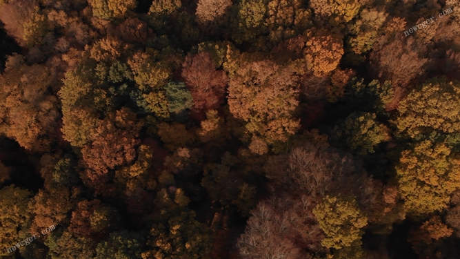 俯视秋季森林树冠的4K级风景视频素材-创富院