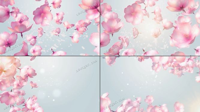 4段粉色盛开樱花的浪漫唯美背景视频素材-创富院