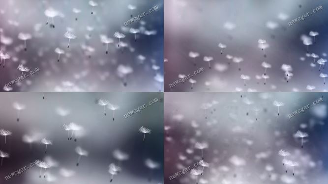 4组唯美飞翔的逼真蒲公英背景动画素材AE模板-影创院