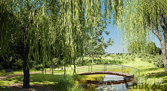 Blender插件-花草树木植物绿化模型预设 Botaniq Tree And Grass Library V6.2.2-影创院