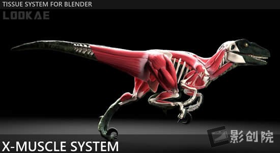 Blender插件-肌肉系统模拟工具 X-Muscle System 4.0-影创院