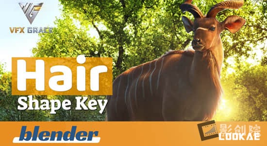 Blender插件-真实毛发生成工具 Hairshapekey V5.2-影创院